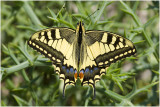 Koninginnepage - Papilio machaon