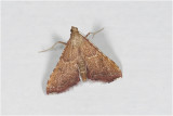 Strooiselmot - Endotricha flammealis