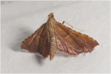 Strooiselmot - Endotricha flammealis