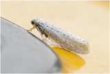 Vogelkersstippelmot - Yponomeuta evonymella