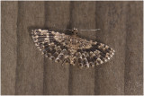 Kamperfoeliebloesemmot - Alucita hexadactyla