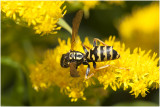 Franse Veldwesp - Polistes dominula