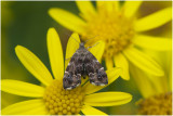 Anthophila fabriciana - Brandnetelmotje