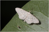 Paardenbloemspanner - Idaea seriata