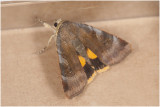 open-Breedbandhuismoeder - Noctua janthe