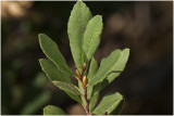 wilde Gagel - Myrica gale