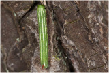 rups van Dennenpijlstaart - Sphinx pinastri