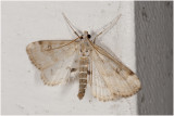 Krabbenscheermot - Parapoynx stratiotata