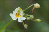 klein Springzaad - Impatiens parviflora