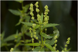 Tuinbingelkruid - Mercurialis annua