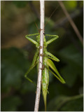 grote groene Sabelsprinkhaan - Tettigonia viridissima 