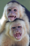 Double monkey trick.jpg