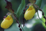 Yellow Ladys Slipper I copy.jpg