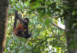 Spider monkey in canopy above Playa Guapil.jpg