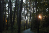 Scenic Pines sunrise copy.jpg
