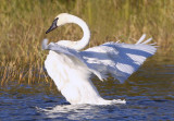 Swan Fan II copy.jpg