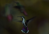 Humming bird in flight with friends copy.jpg