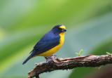 Yellow-throated Euphonia copy.jpg