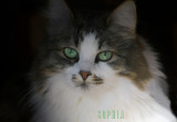 Sofia(Sofie) the Kitty