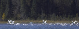 Swan pano copy.jpg