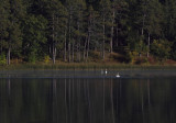 Mary Lake Swan morning copy.jpg