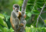 Squirrel Monkey checking nails.jpg