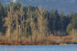 QUAMICHAN LAKE IN WINTER