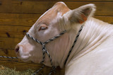 rc-092011-0001-copy.jpg