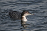 Common Loon