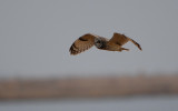 Short-eared Owl