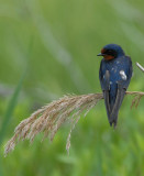 Barn Swallow