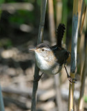 Marsh Wren