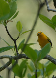 Prothonotary Warbler