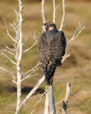 Peregrine Falcon