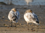 (juvenile)