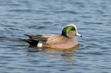 American Wigeon