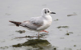 Bonaparte Gull