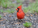 Northern Cardinal