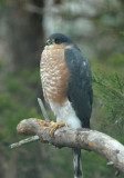 Sharp-shinned Hawk (female)