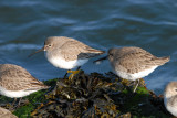 Dunlin  (winter)