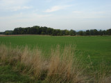 View from fallow Cornfield