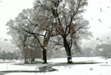 Snowstorm on  the Golf Course