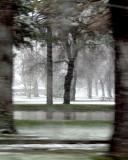 Two Trees Dancing in a Spring Storm in Liberty Park