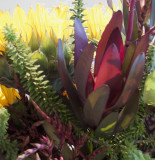 Grasses and Glorious Plants