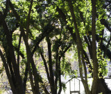 A Glimpse of the Crystal Palace in the Secret Garden