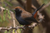 Indian robin (saxicoloides fulicatus), Bundi, India, December 2009