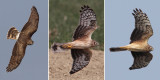 Hen harrier, Grandcour, Switzerland, March 2011