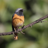 Hodgsons redstart (phoenicurus hodgsoni), Kathmandu, Nepal, March 2011