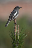 Oriental magpie robin (copsychus saularis), Kathmandu, Nepal, March 2011