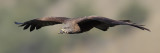 Black kite (milvus migrans), Leukerfeld, Switzerland, April 2011